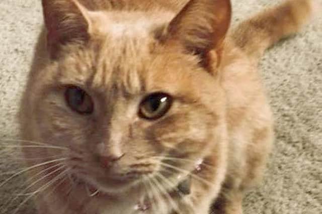 Millie the cat found dead in December 2017 on Hayling Island