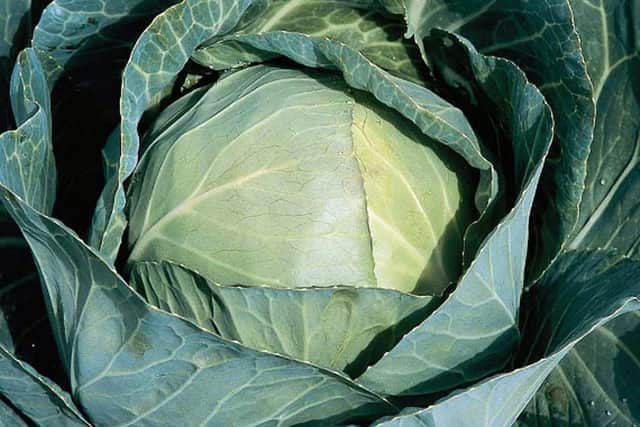 Duncan F1 hybrid cabbage.