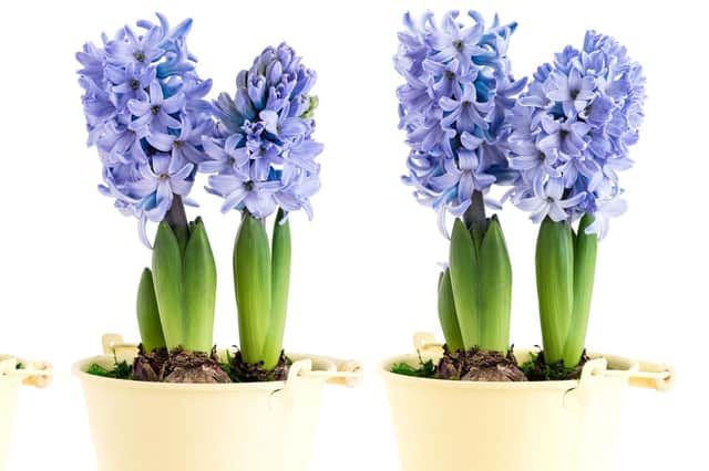 Pots like these will stop your hyacinths toppling over.