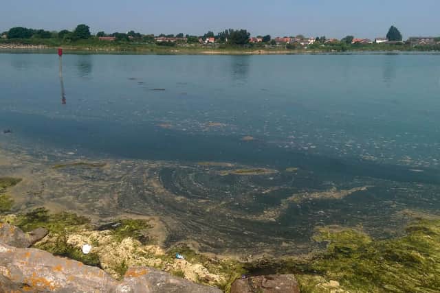 Scum foam at Langstone Harbour, Eastney