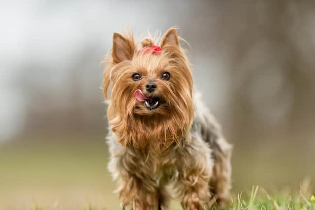 Kieran's Yorkshire terrier enjoyed the rally far more than his sons