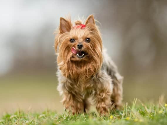 Kieran's Yorkshire terrier enjoyed the rally far more than his sons