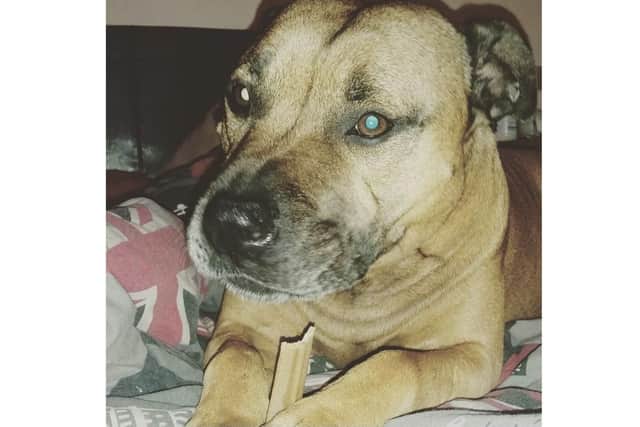 Bronson, Mr Olivares' seven-year-old Staffordshire terrier, which has now been destroyed. Picture: Hannah Bloomfield