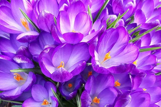 Autumn-flowering crocus.