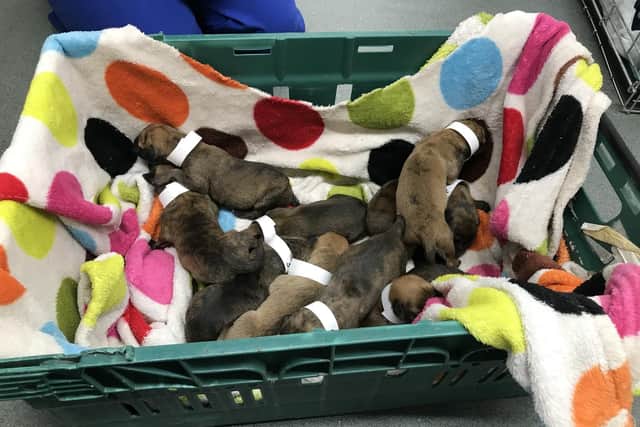 Ten Staffordshire bull terrier puppies were found abandoned in a layby in Fareham on Saturday  September 8