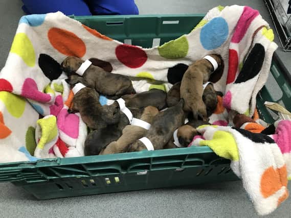 Ten Staffordshire bull terrier puppies were found abandoned in a layby in Fareham on Saturday  September 8