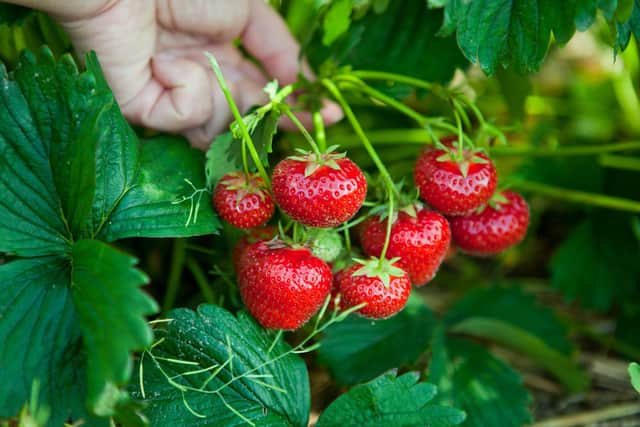 Brian Kidd advises you on caring for your strawberry plants.