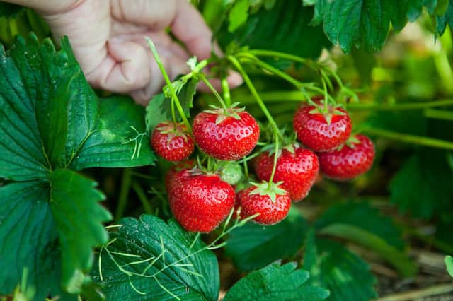 Brian Kidd advises you on caring for your strawberry plants.
