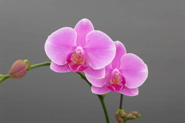 Caring for orchids - it's more complicated than you think.