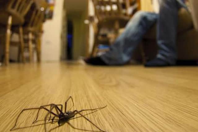 It is spider season