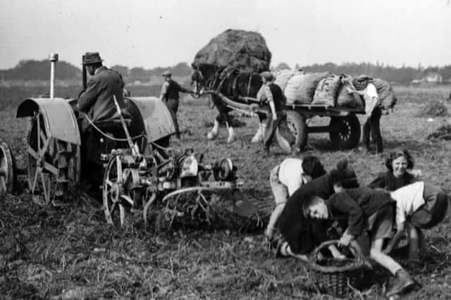 Spud picking at Bedhampton -  anyone remember following a tractor and picking up loose potatoes? Such larks.
