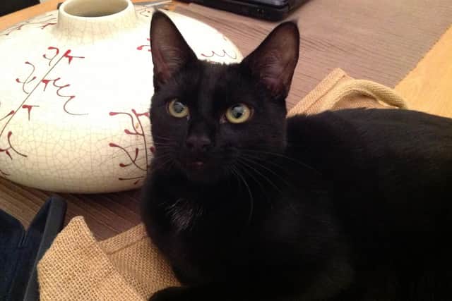Chester the cat was found dead in an alleyway off Edmund Road, in Southsea, earlier this month. Picture: Jane Benham