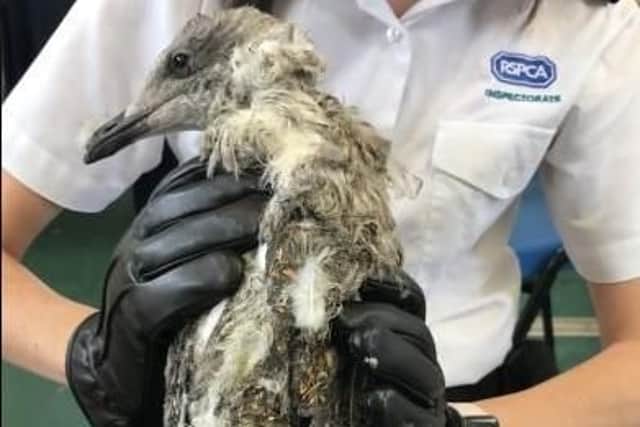 The gull had to be put to sleep after being found attached to the trap with glue covering his feathers and legs