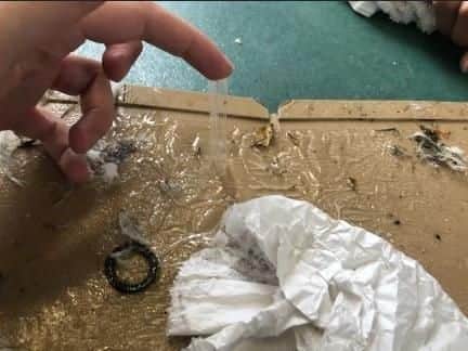 The gull had to be put to sleep after being found attached to the trap with glue covering his feathers and legs. RSPCA