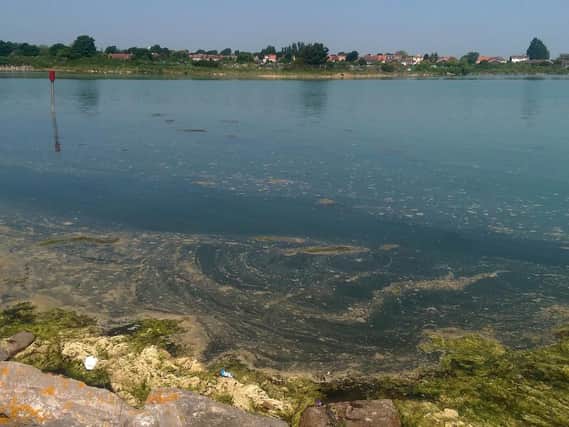 Scum foam at Langstone Harbour, in Eastney, after a previous discharge.