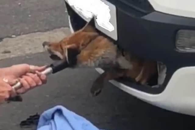 A fox which was rescued from a car grille in Letchworth Garden City, Hertfordshire after being stuck for 12 hours following an accident. Picture: RSPCA/PA Wire