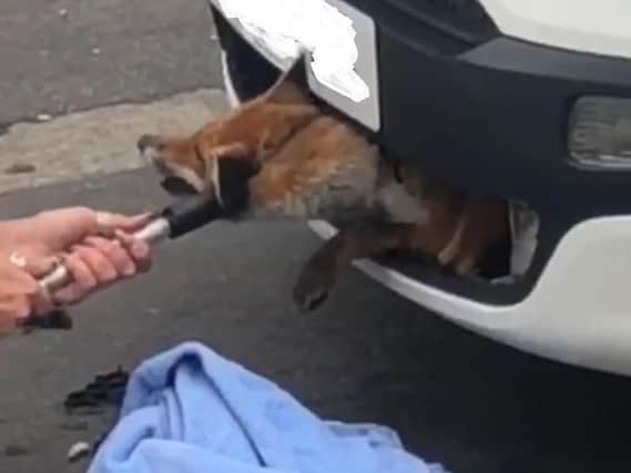 A fox which was rescued from a car grille in Letchworth Garden City, Hertfordshire after being stuck for 12 hours following an accident. Picture: RSPCA/PA Wire