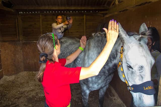 Equine Thermography is a hands-on course at iRed