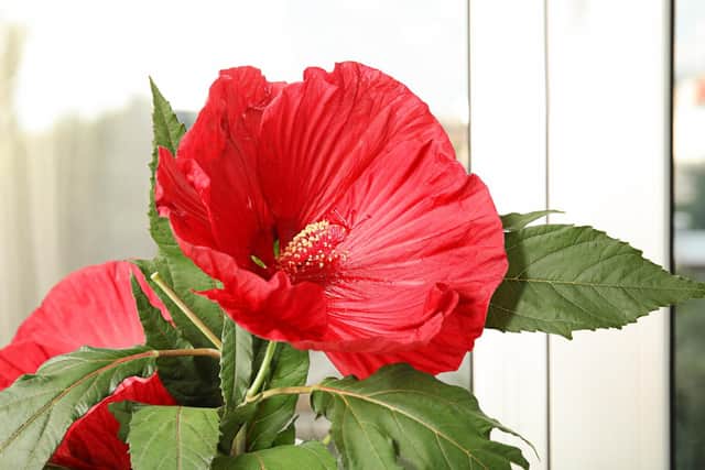 This is what you should be doing in your garden this weekend...