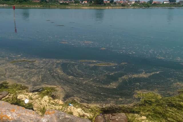 Scum foam at Langstone Harbour, Eastney