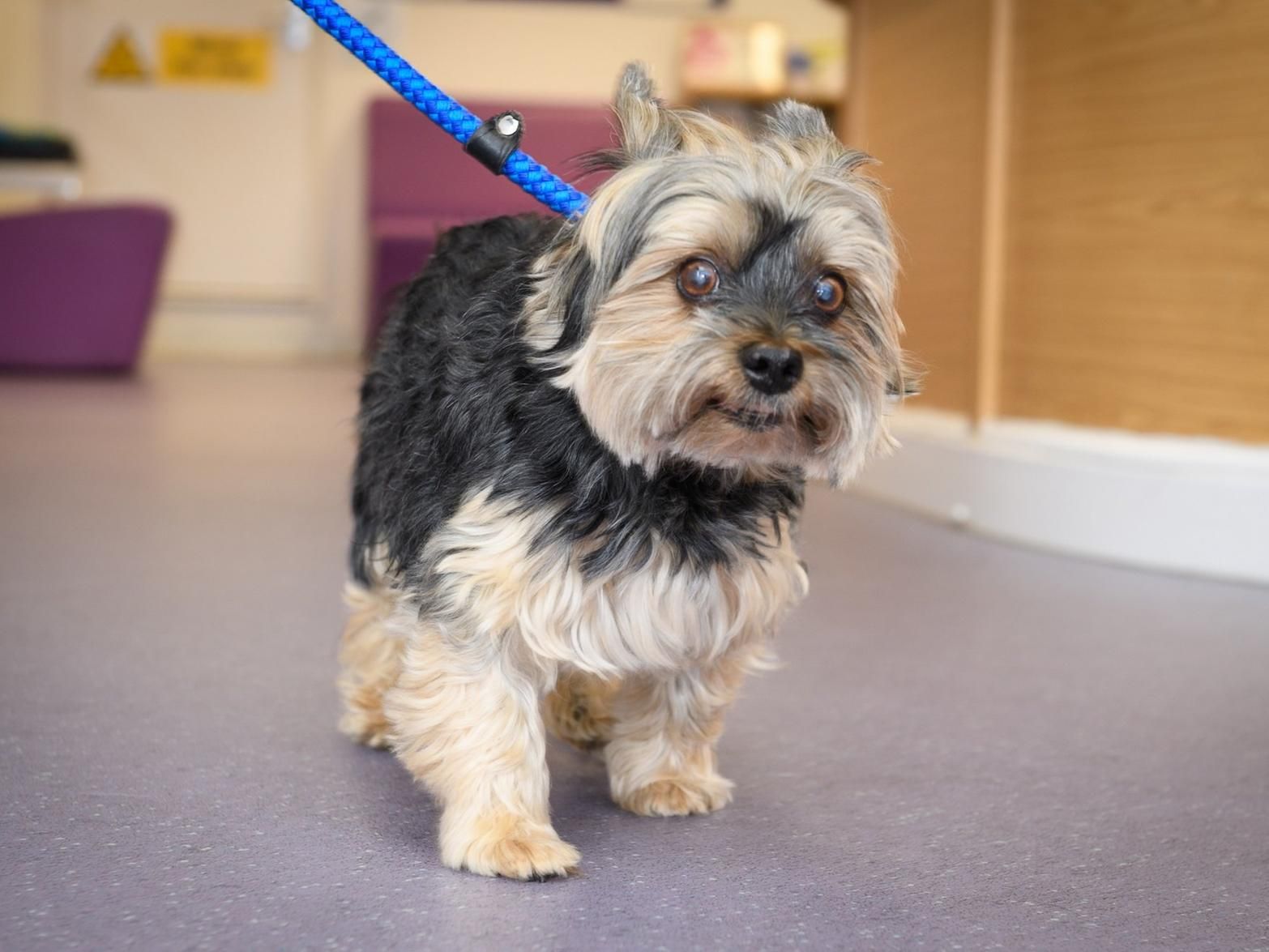 Oldest sales yorkshire terrier