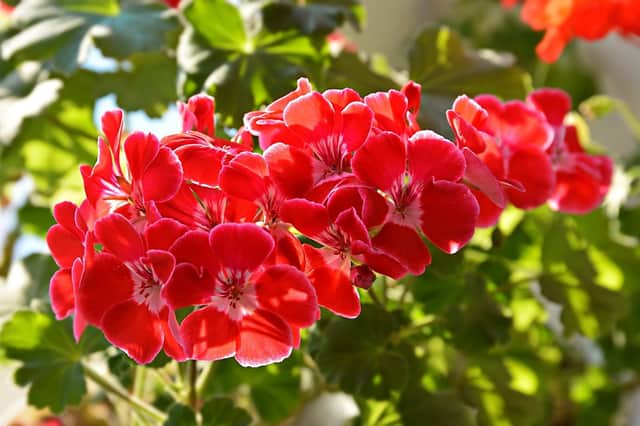 You should start preparing your favourite geraniums for spring now, says Brian Kidd.
