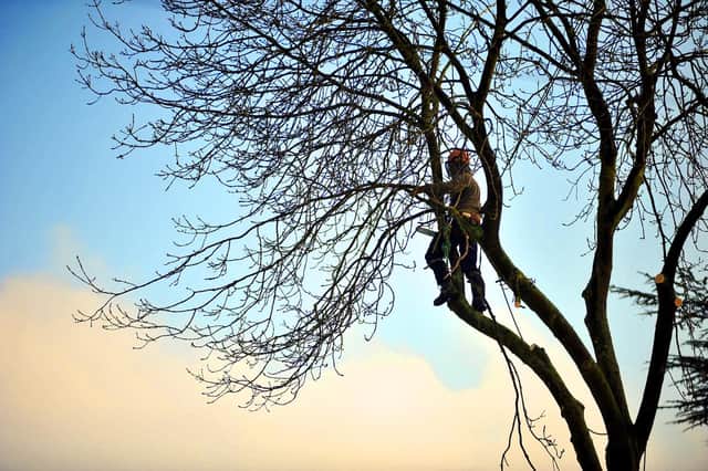 Burglars have posed as tree surgeons in Havant