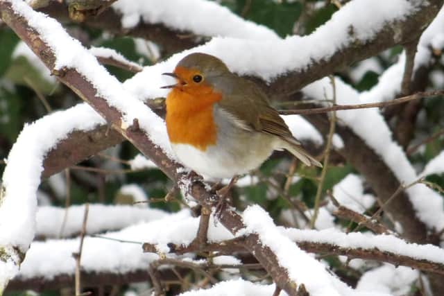A beautiful robin singing in the snow. Picture: Chris Walker