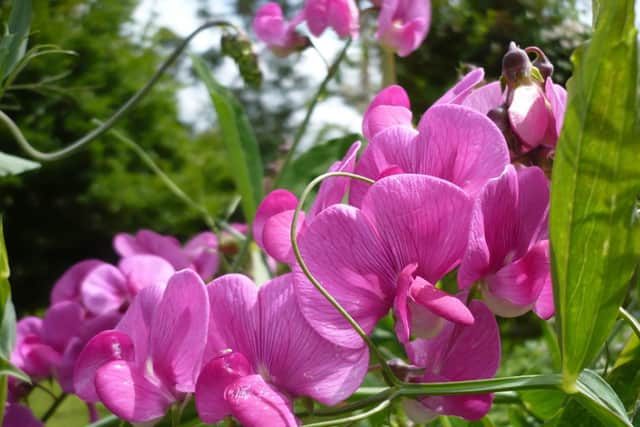 Brian has some top tips on caring for your sweet pea plants.