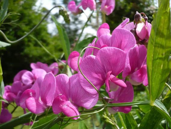 Brian has some top tips on caring for your sweet pea plants.
