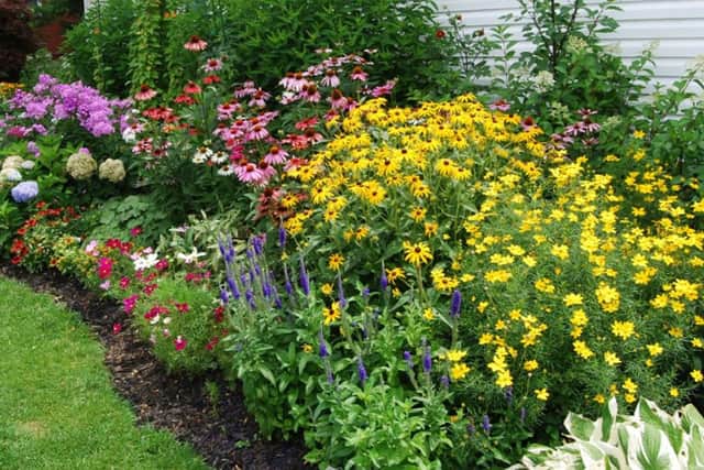 Grow some hardy annual flowers for next spring, says Brian.