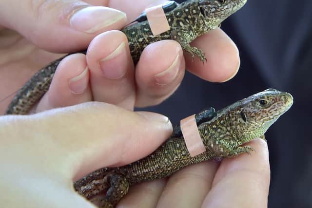 Marwell Zoo has fitted sand lizards with tiny radio tags to track their movements. Picture: Jason Brown Photography