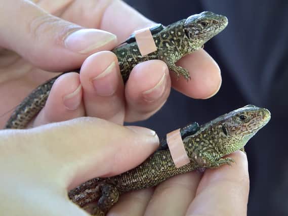 Marwell Zoo has fitted sand lizards with tiny radio tags to track their movements. Picture: Jason Brown Photography