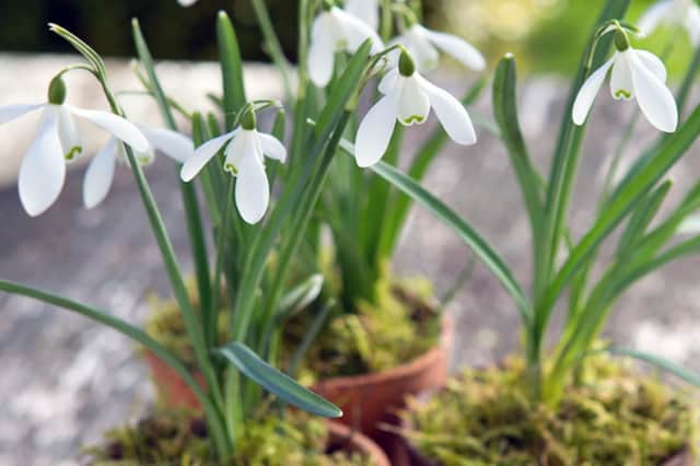 Why not plant snowdrops in clay pots on an outdoor windowsill?