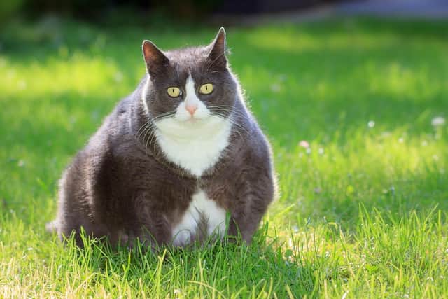 Steve Canavan was horrified to be informed his pet cat, and eldest child, Percy was obese
