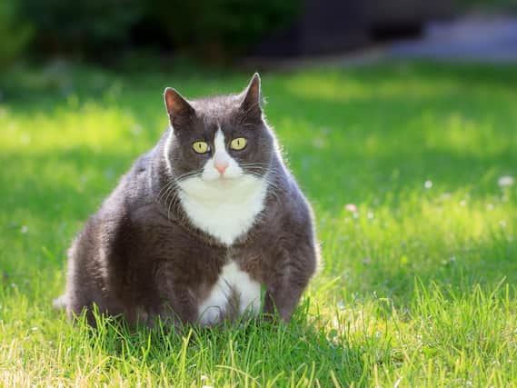 Steve Canavan was horrified to be informed his pet cat, and eldest child, Percy was obese