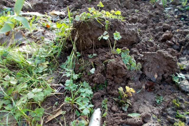 If your allotment is smothered with weeds, here's what to do...