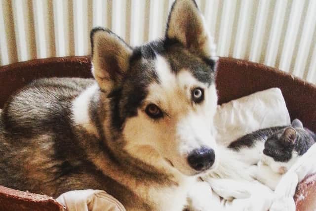 Breeze the huskie