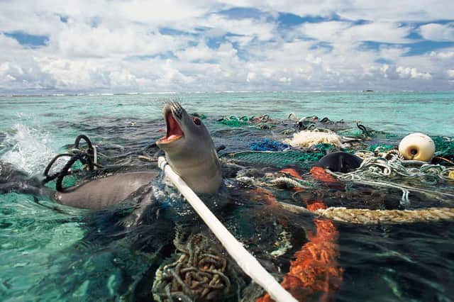 An Hawaiin monk seal trapped in discarded polypropylene fishing nets
