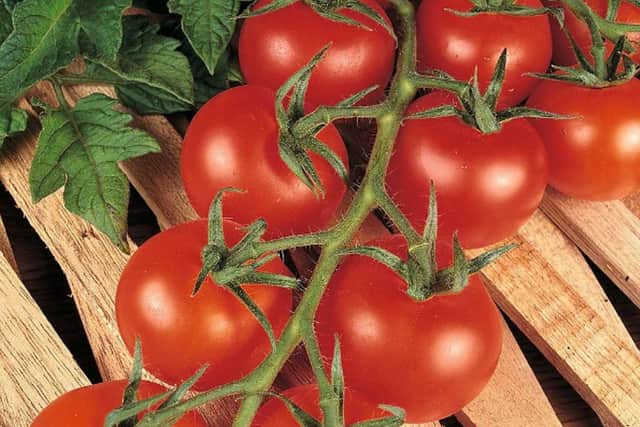 Tomato 'Shirley'.