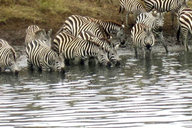 Cheryl thinks zebras are just amazing