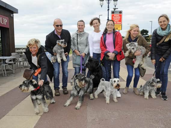 Schnauzerfest took place in Eastney  
Picture Ian Hargreaves  (181013-3_dogs)