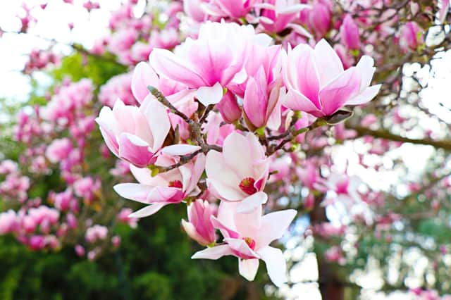 A magnolia tree, one of the most magnificent sights in a mature garden.