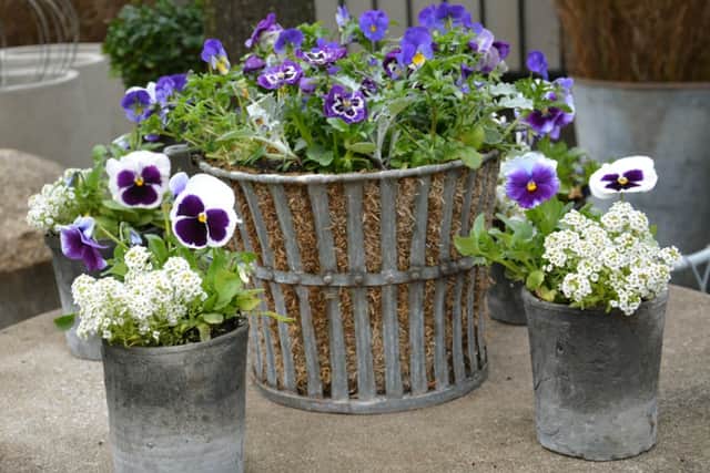 Dark blue winter-flowering pansies look stunning in containers.