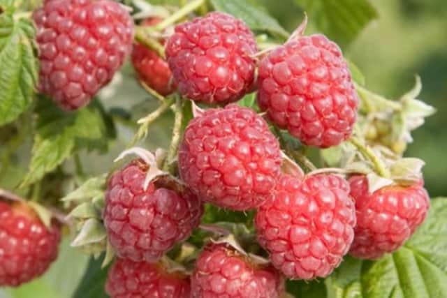 Raspberry Autumn Bliss.