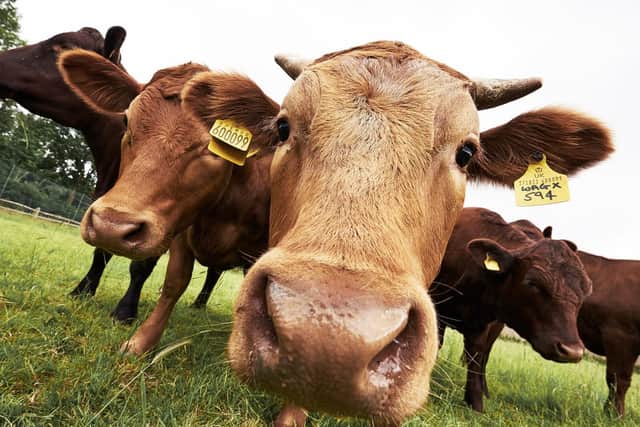 Cows are involved in one particularly bizarre law