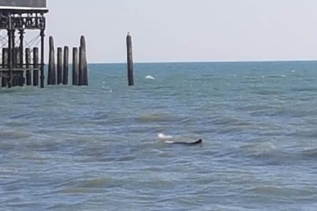A basking shark was spotted close to Hastings Pier. Picture: Ross Walters