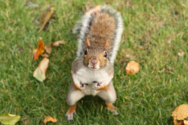Who me? What holes in the lawn?