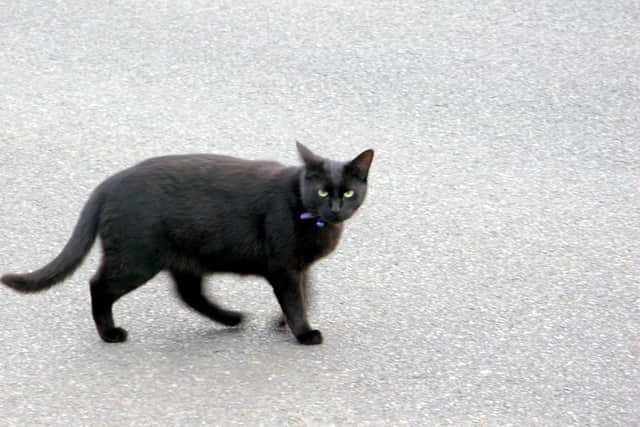 Stock image of a cat - not the animal killed in this incident
