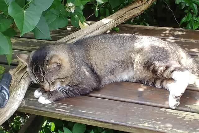 Boots the cat who killed by dogs in Havant. Picture: Tom Watts